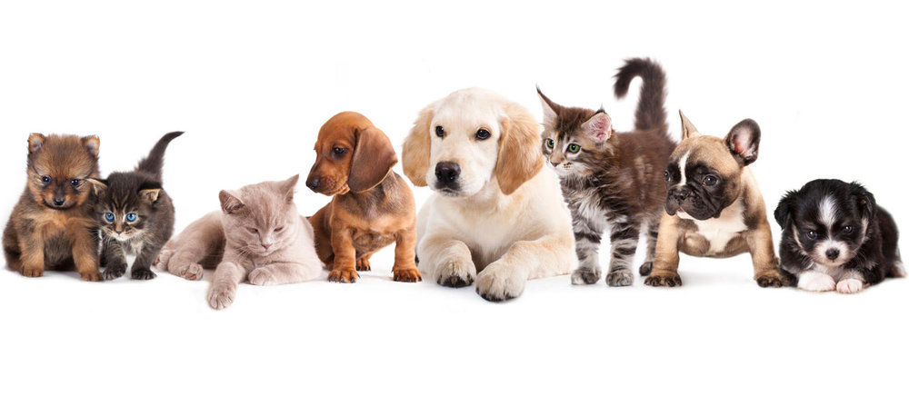 Veterinarian Insurance